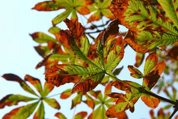 Yellow Green Leaves Chestnut Affected Disease — Stock Photo, Image