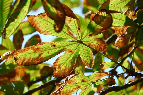 Yellow Green Leaves Chestnut Affected Disease — Stock Photo, Image