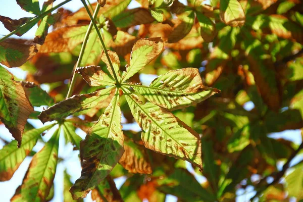 Folhas Verde Amarelas Castanha São Afetadas Pela Doença — Fotografia de Stock