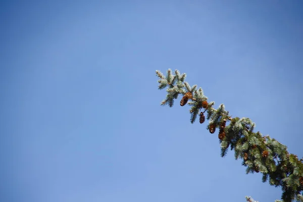 Дерево Блакитне Небо Парку — стокове фото