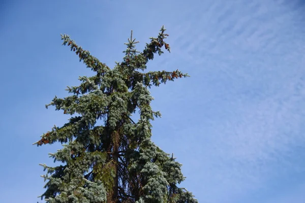 Дерево Голубое Небо Парке — стоковое фото