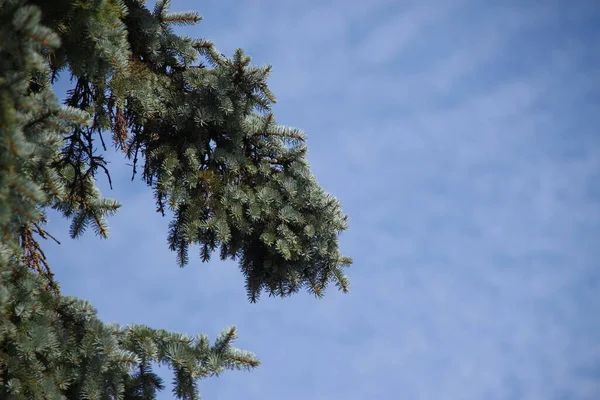 Träd Och Blå Himmel Parken — Stockfoto