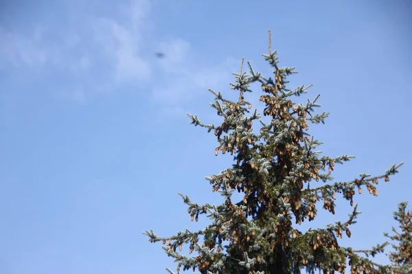 Baum Und Blauer Himmel Park — Stockfoto