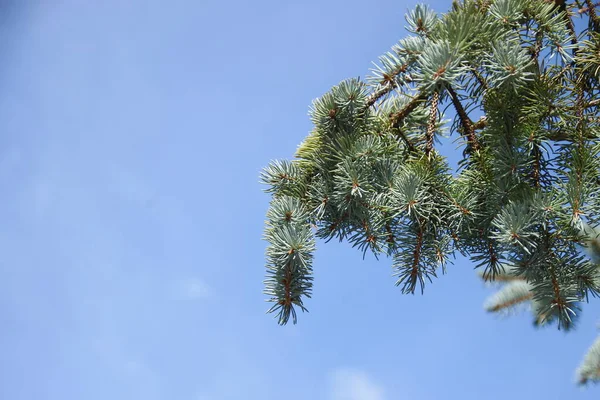 公园里的树和蓝天 — 图库照片