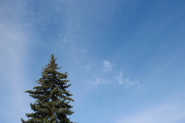 Träd Och Blå Himmel Parken — Stockfoto