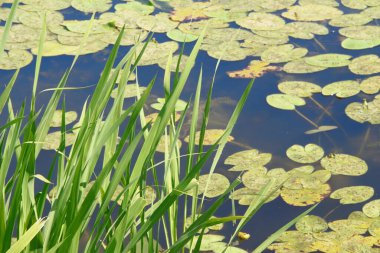 Yeşiller ve nilüferler göletin ve suyun yanında