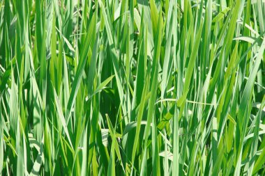 Yeşiller ve nilüferler göletin ve suyun yanında