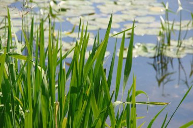 Yeşiller ve nilüferler göletin ve suyun yanında