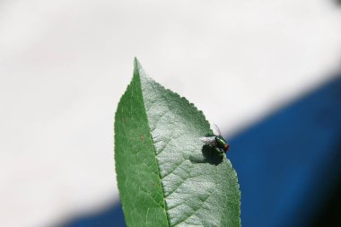 Ağustosta ağaçta yeşil kiraz yaprakları