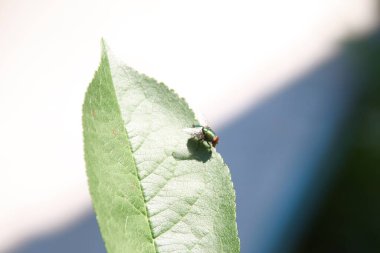 Ağustosta ağaçta yeşil kiraz yaprakları