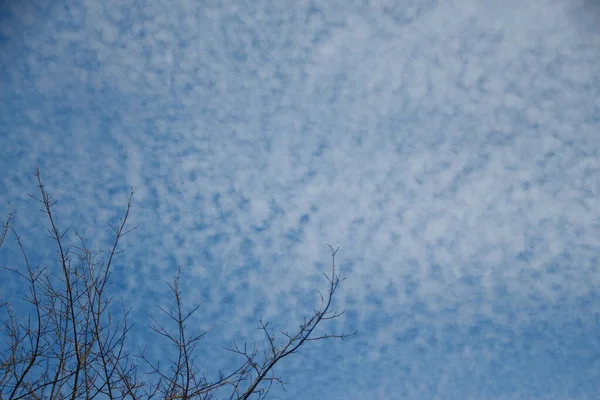 Árboles Con Hojas Verdes Cielo Azul —  Fotos de Stock