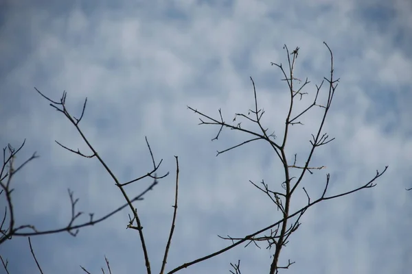 Träd Med Gröna Blad Och Blå Himmel — Stockfoto