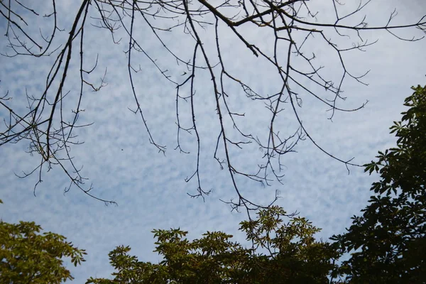 Деревья Зелеными Листьями Голубым Небом — стоковое фото