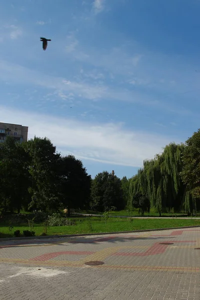 Árvores Com Folhas Verdes Céu Azul — Fotografia de Stock