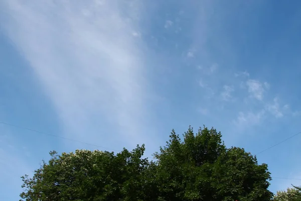 绿叶蓝天的树 — 图库照片
