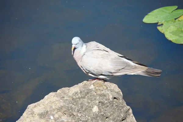 一只野鸽在岩石旁边的池塘里洗澡 — 图库照片