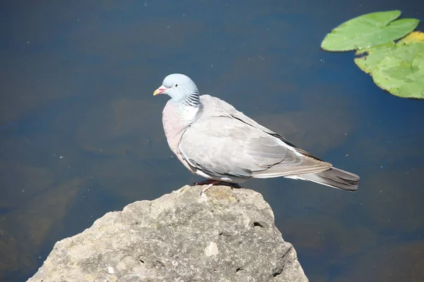 Pigeon Sauvage Baigne Dans Étang Près Rocher — Photo