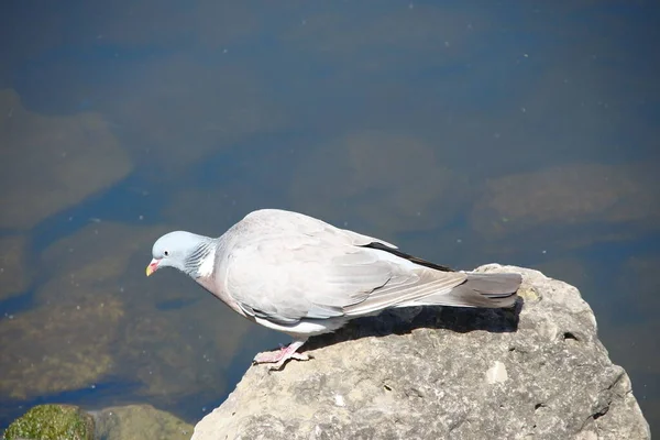 Wild Pigeon Bathes Pond Rock — Stock Photo, Image