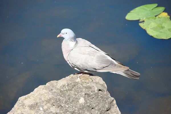 Wild Pigeon Bathes Pond Rock — Stock Photo, Image