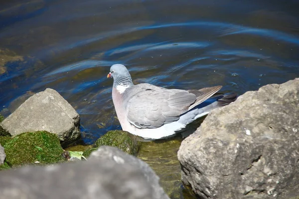 Wild Pigeon Bathes Pond Rock — Stock Photo, Image