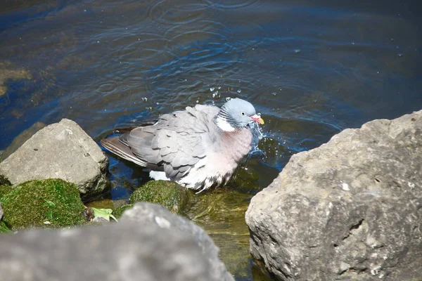 Bir Kayanın Yakınındaki Gölette Vahşi Bir Güvercin Banyo Yapar — Stok fotoğraf