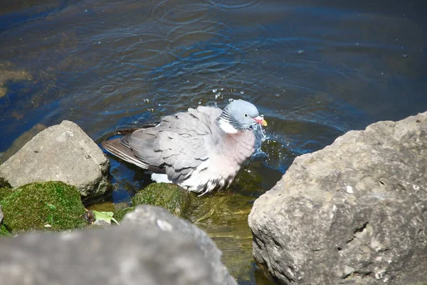 Pigeon Sauvage Baigne Dans Étang Près Rocher — Photo