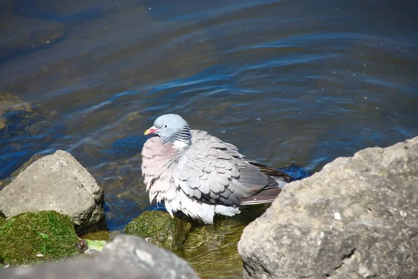 一只野鸽在岩石旁边的池塘里洗澡 — 图库照片