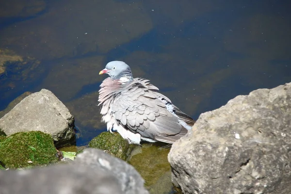 Pigeon Sauvage Baigne Dans Étang Près Rocher — Photo