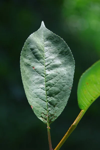 Folhas Cereja Verdes Uma Árvore Agosto — Fotografia de Stock