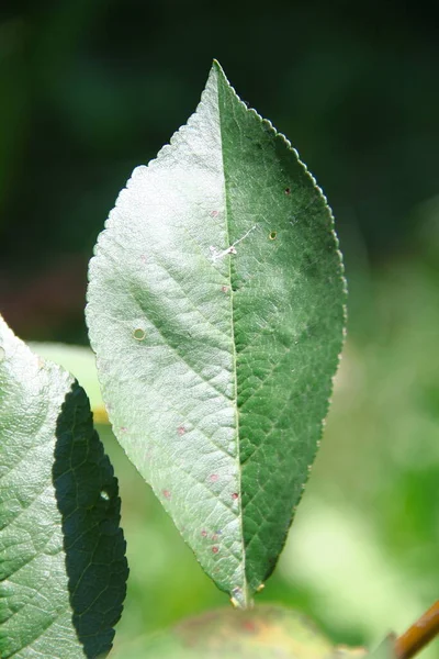 Ağustosta Ağaçta Yeşil Kiraz Yaprakları — Stok fotoğraf