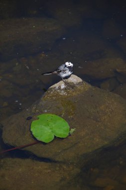 Siyah beyaz tüylü bir kuş, sudaki bir kameranın üzerinde oturur.