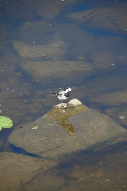 Siyah beyaz tüylü bir kuş, sudaki bir kameranın üzerinde oturur.