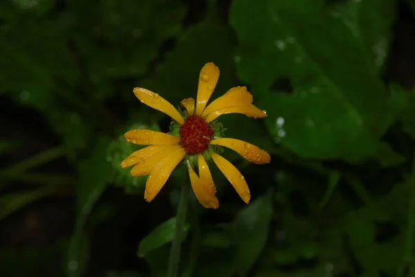 Gelb Rote Blüten Mit Blütenblättern Mit Wassertropfen Nach Regen — Stockfoto