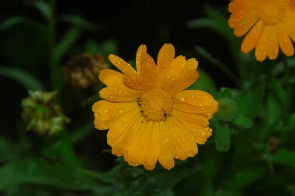 Fleurs Jaune Rouge Avec Pétales Avec Gouttes Eau Après Pluie — Photo