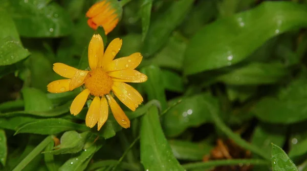 Flores Amarillo Rojas Con Pétalos Con Gotas Agua Después Lluvia —  Fotos de Stock