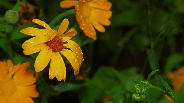 Flores Amarelo Vermelhas Com Pétalas Com Gotas Água Após Chuva — Fotografia de Stock