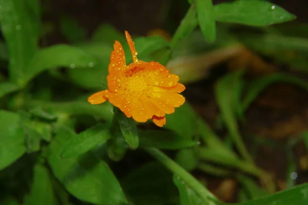 Gelb Rote Blüten Mit Blütenblättern Mit Wassertropfen Nach Regen — Stockfoto