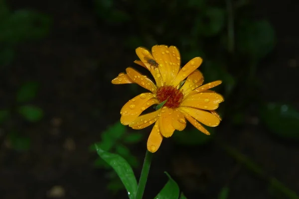 Gelb Rote Blüten Mit Blütenblättern Mit Wassertropfen Nach Regen — Stockfoto