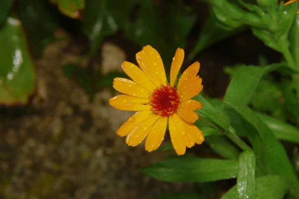 Flores Amarillo Rojas Con Pétalos Con Gotas Agua Después Lluvia —  Fotos de Stock