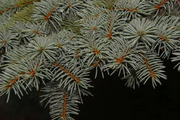 Zweige Eines Grünen Weihnachtsbaums Nach Regen Garten — Stockfoto