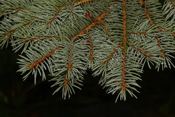 Zweige Eines Grünen Weihnachtsbaums Nach Regen Garten — Stockfoto
