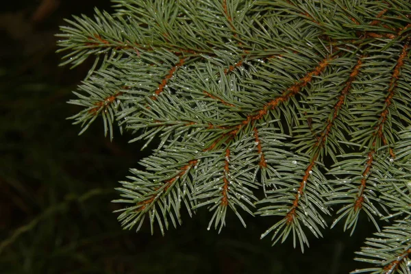 Zweige Eines Grünen Weihnachtsbaums Nach Regen Garten — Stockfoto