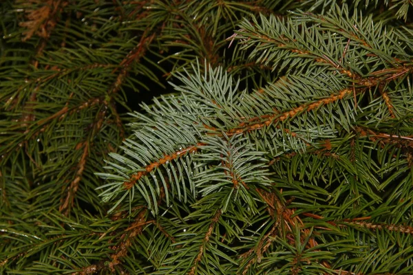 Egy Zöld Karácsonyfa Ágai Eső Után Kertben — Stock Fotó