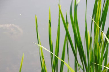 Su zambakları, yeşiller ve gölette su.