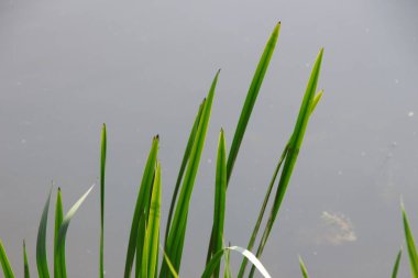 Su zambakları, yeşiller ve gölette su.