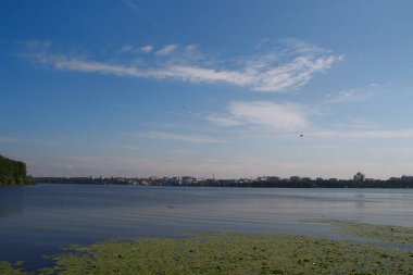 Su zambakları, yeşiller ve gölette su.