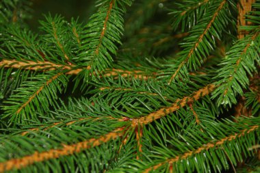 Yağmurdan sonra bir Noel ağacının yeşil dalları