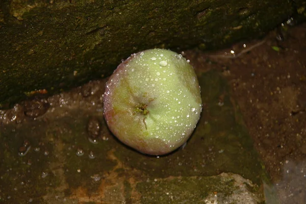 Κόκκινο Πράσινο Μήλο Στο Γρασίδι Μετά Βροχή — Φωτογραφία Αρχείου