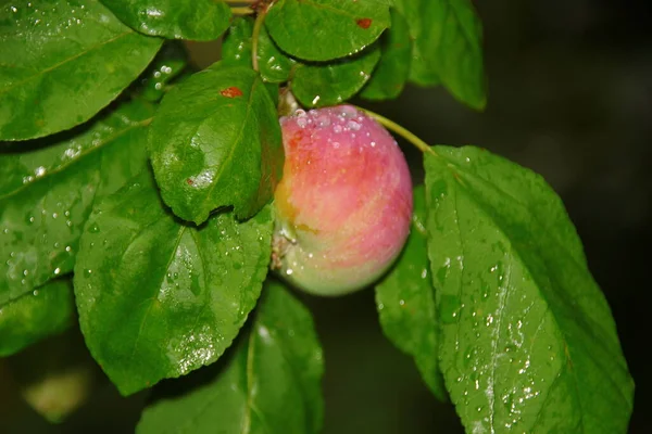Czerwono Zielone Jabłko Trawie Deszczu — Zdjęcie stockowe