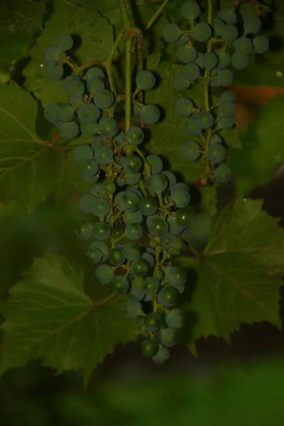 Green Bunches Grapes Green Leaves Rain — Stock Photo, Image